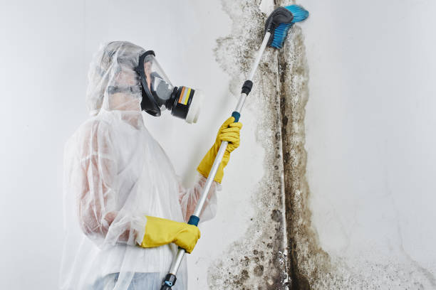 Best Black Mold Removal  in Towson, MD