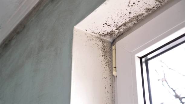 Best Mold Cleaning Services  in Towson, MD