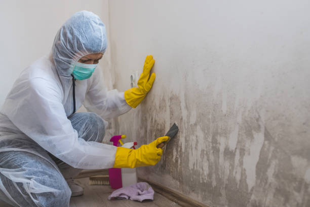 Best Professional Mold Removal  in Towson, MD