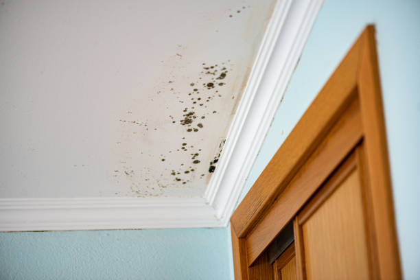 Best Attic Mold Removal  in Towson, MD