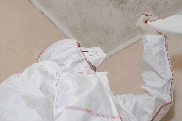 Best Mold Remediation  in Towson, MD