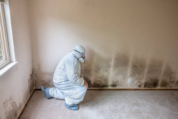 Best Mold Damage Repair  in Towson, MD