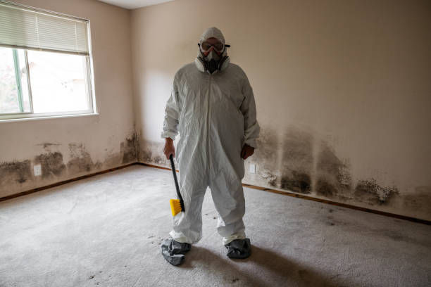 Best Mold Removal Company Near Me  in Towson, MD