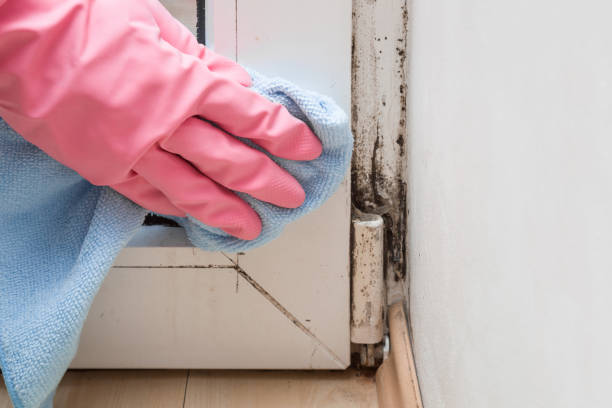 Best Local Mold Removal Service  in Towson, MD