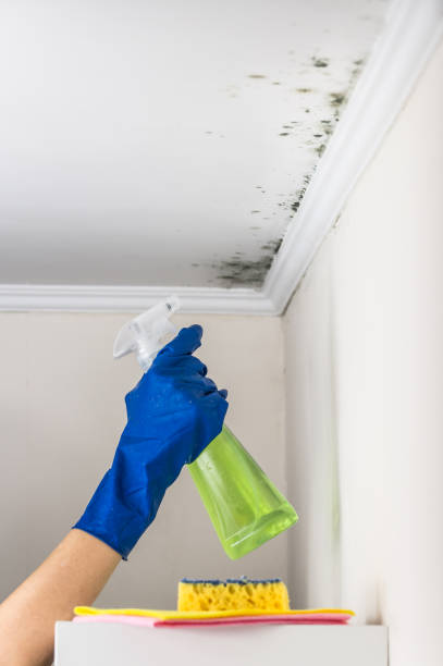 Best Commercial Mold Removal  in Towson, MD